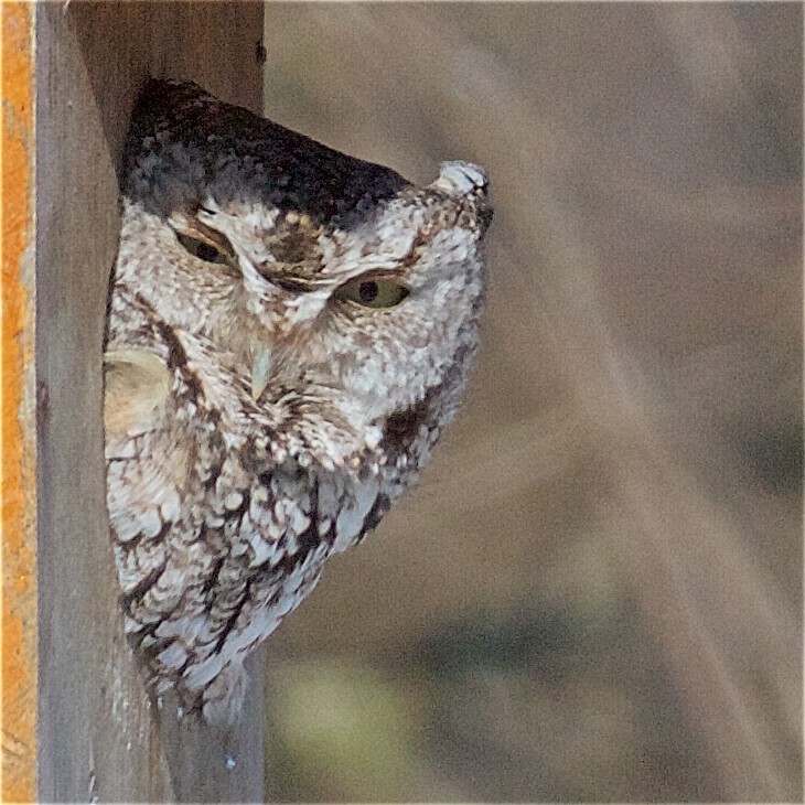 Eastern Screech-Owl - ML86459481