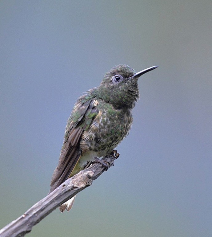 Buff-tailed Coronet - ML86461231