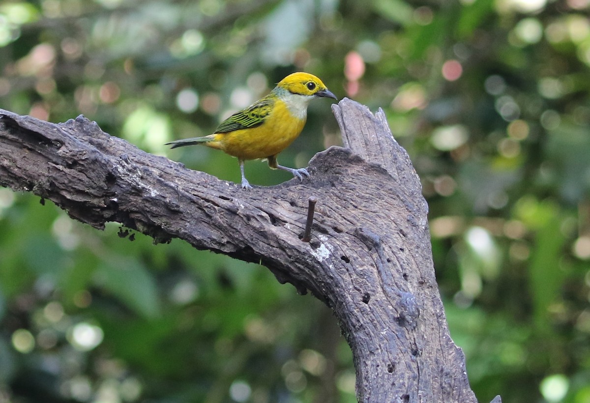 Silver-throated Tanager - ML86461481