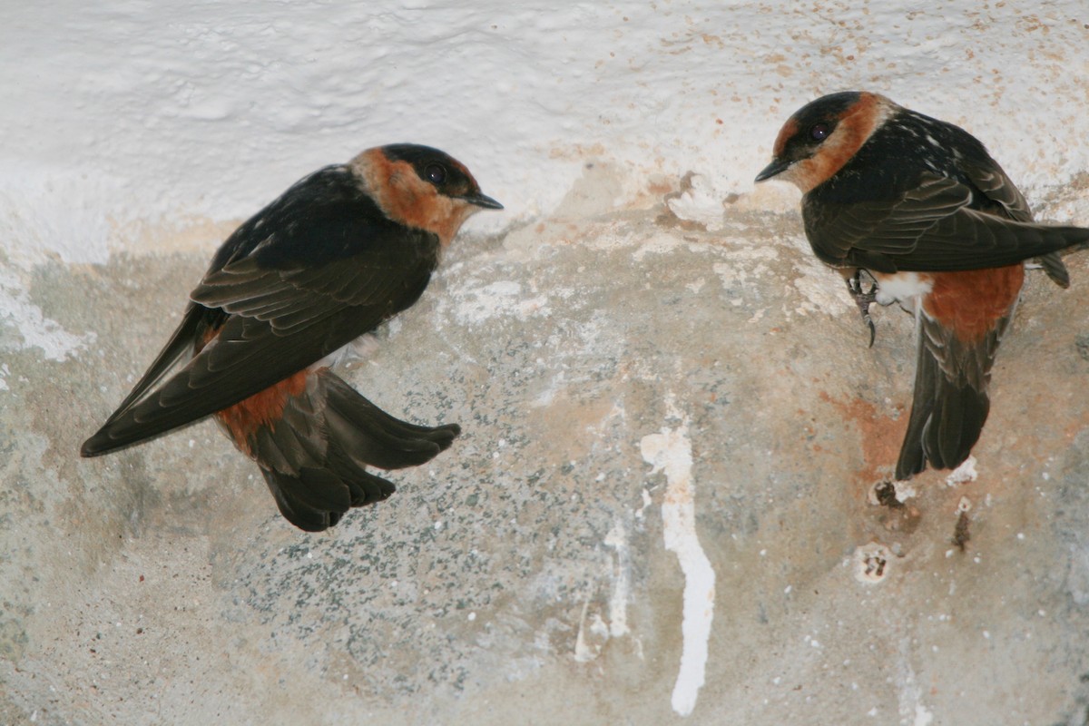 Cave Swallow - Plamen Peychev