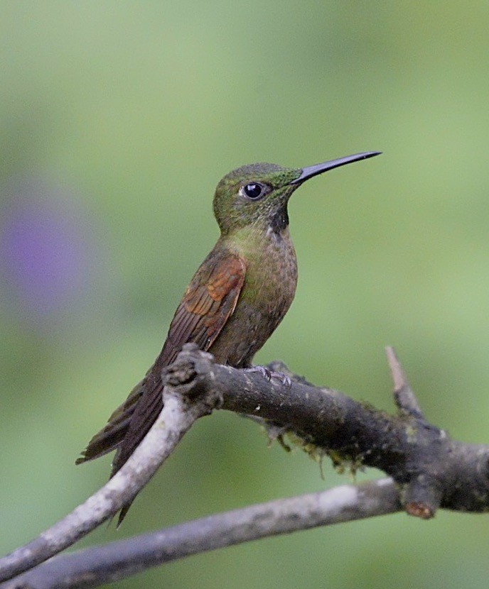 Fawn-breasted Brilliant - ML86462191