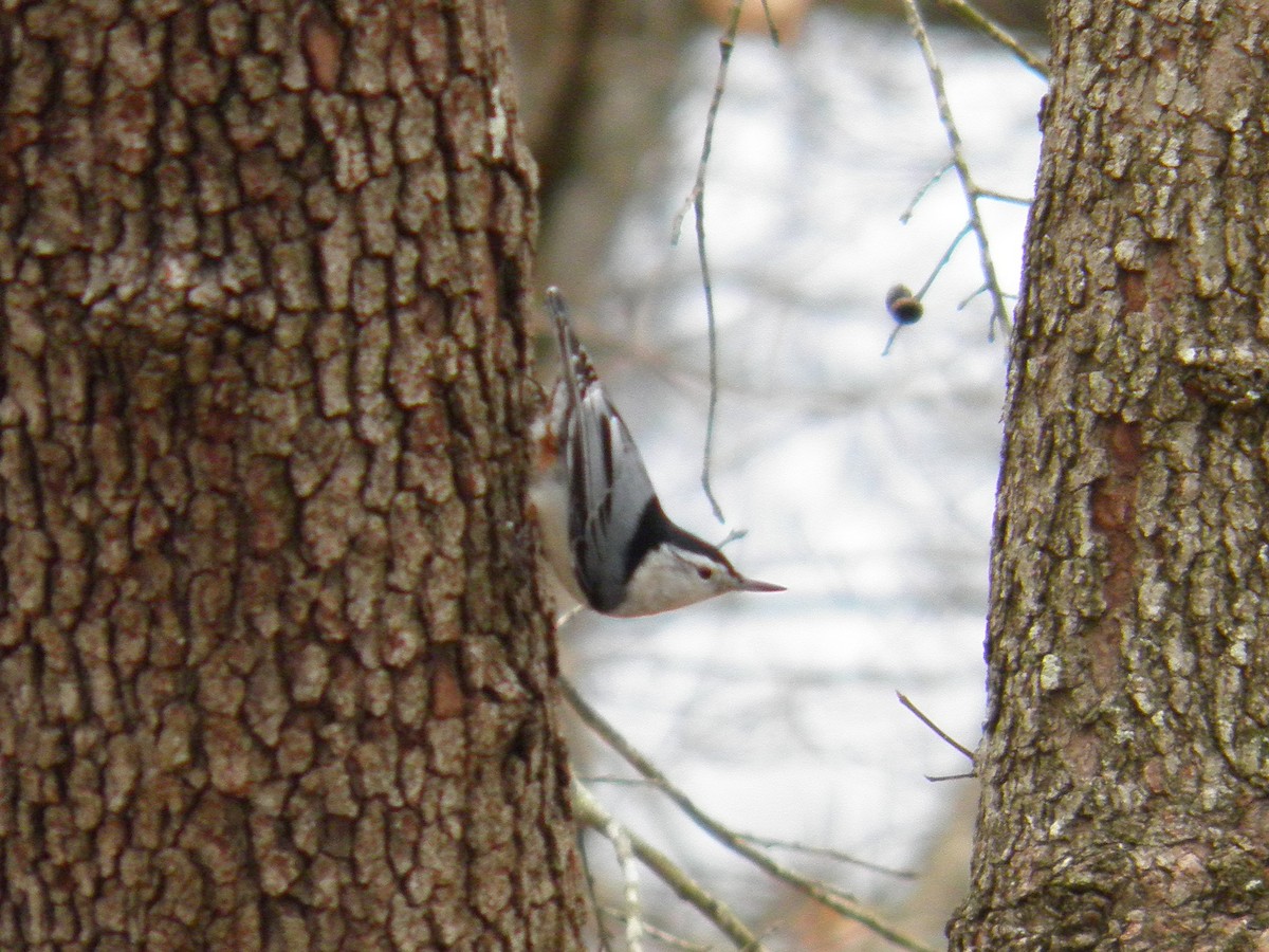 White-breasted Nuthatch - ML86463721
