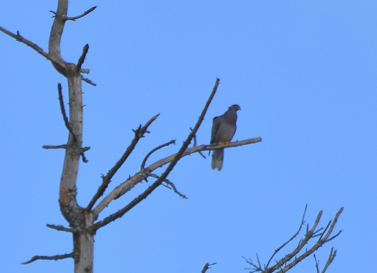 Band-tailed Pigeon - ML86464121