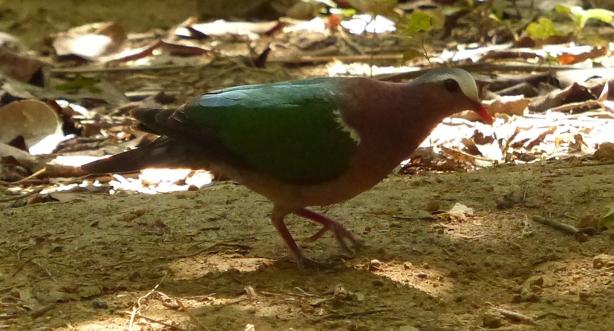 Asian Emerald Dove - Suzanne Cholette