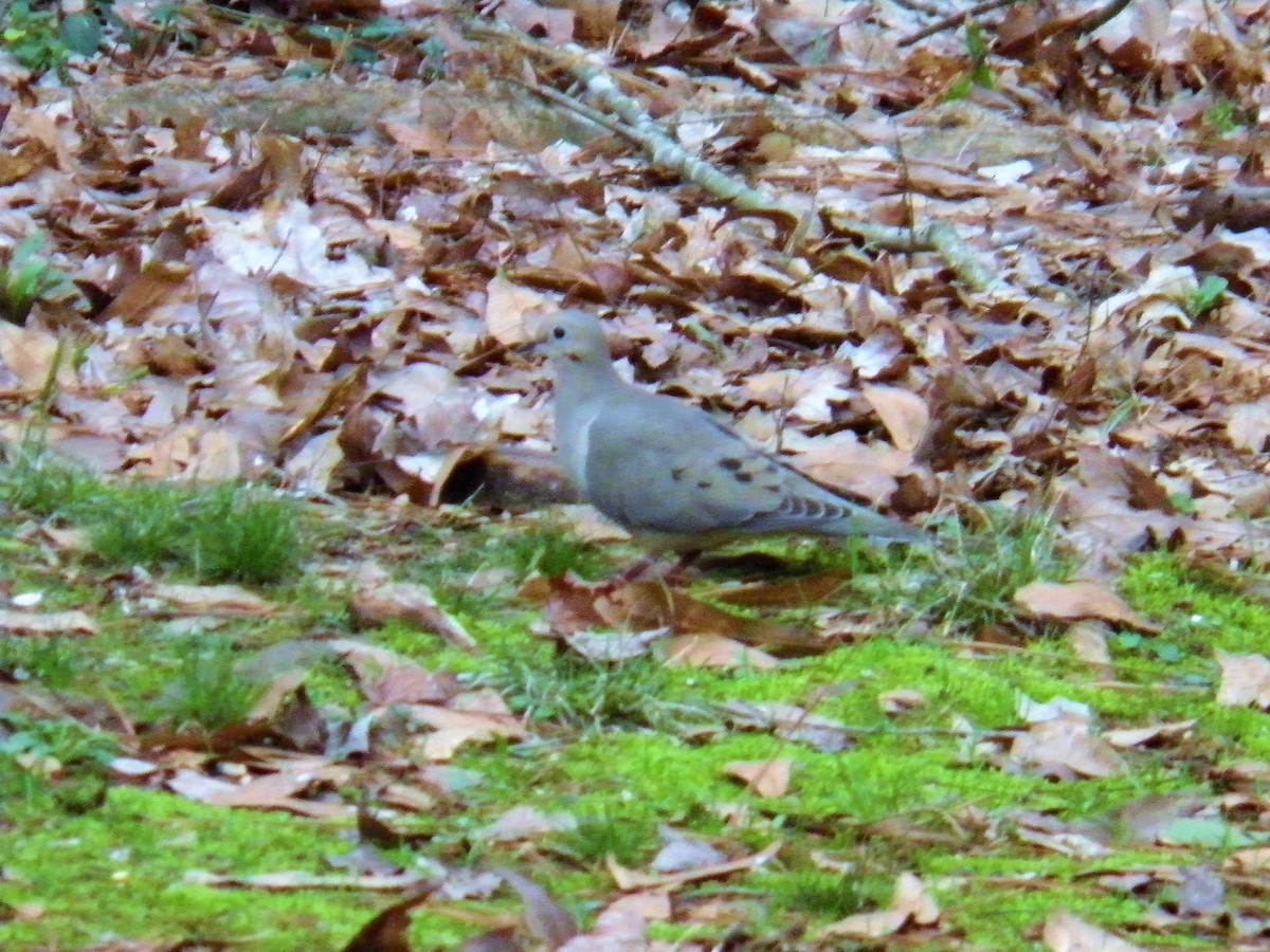 Mourning Dove - ML86465181