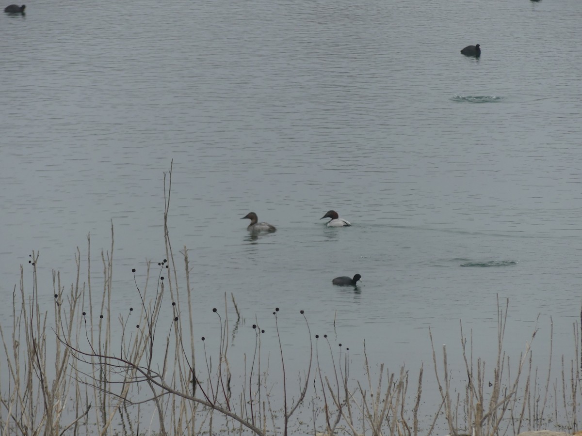 Canvasback - Charlie Plimpton