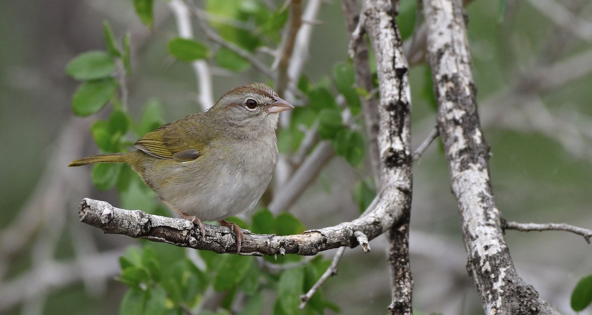 Olive Sparrow - Marky “Dark Arremon” Mutchler