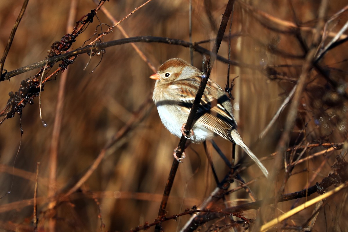 Field Sparrow - ML86470361