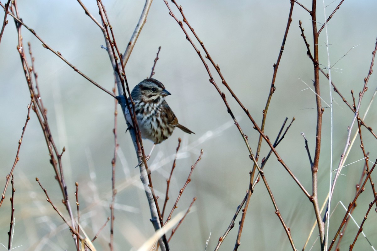 Song Sparrow - ML86470581