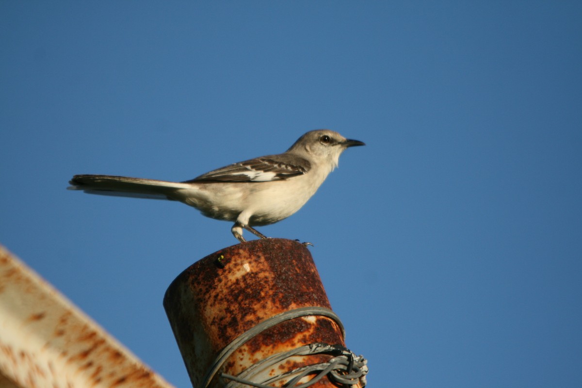 Northern Mockingbird - ML86470671