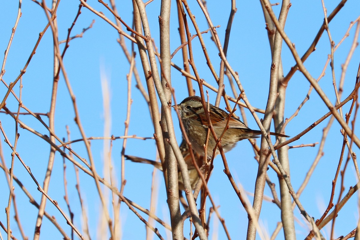 Swamp Sparrow - Colin Sumrall