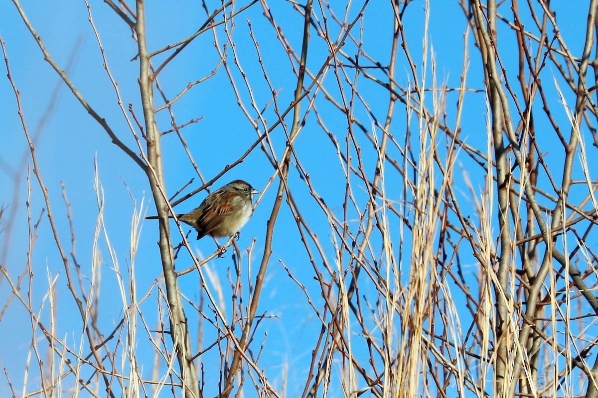 Swamp Sparrow - Colin Sumrall