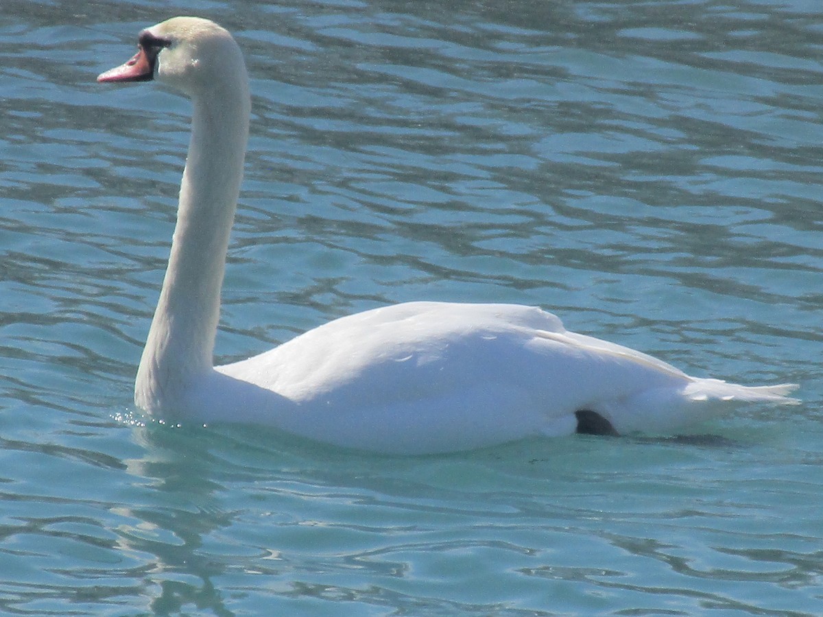 Mute Swan - Christine Stanke