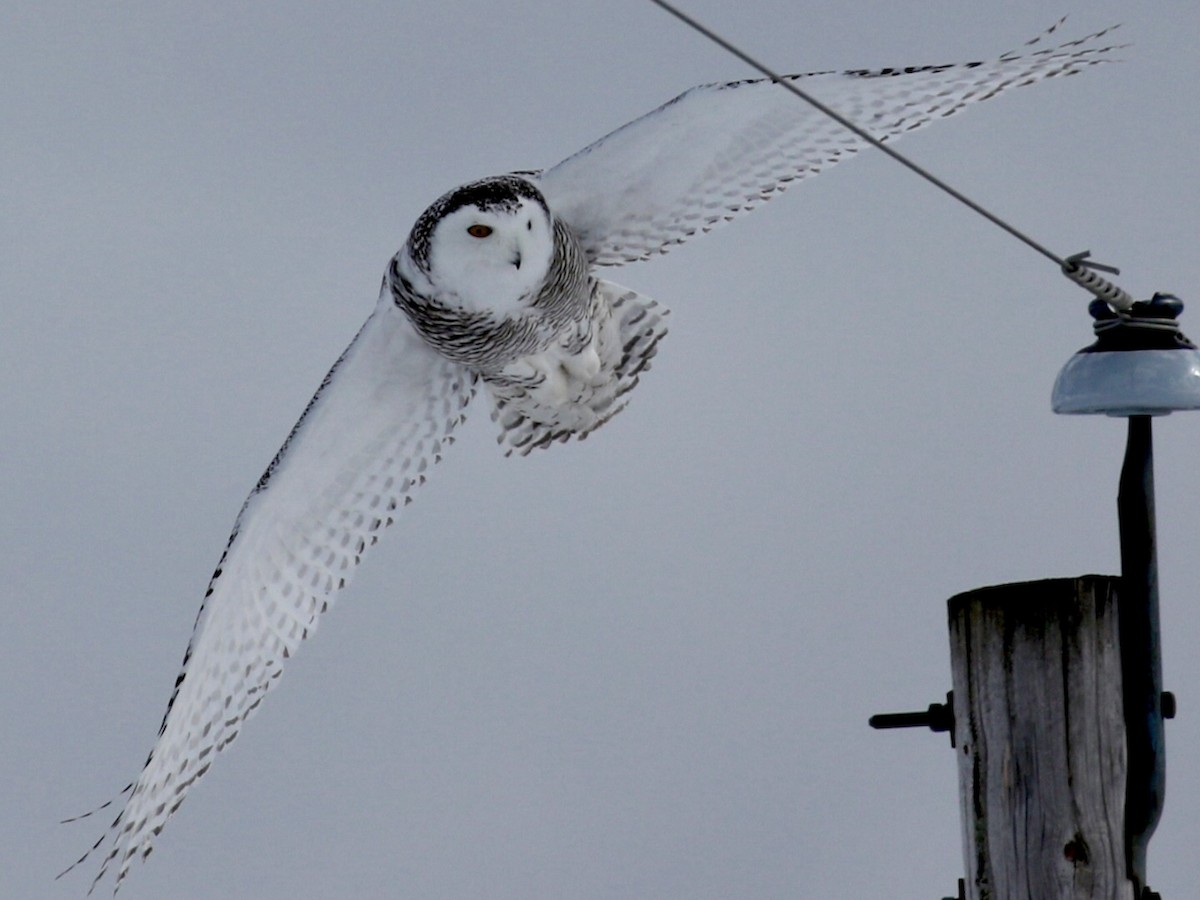 Snowy Owl - ML86471621