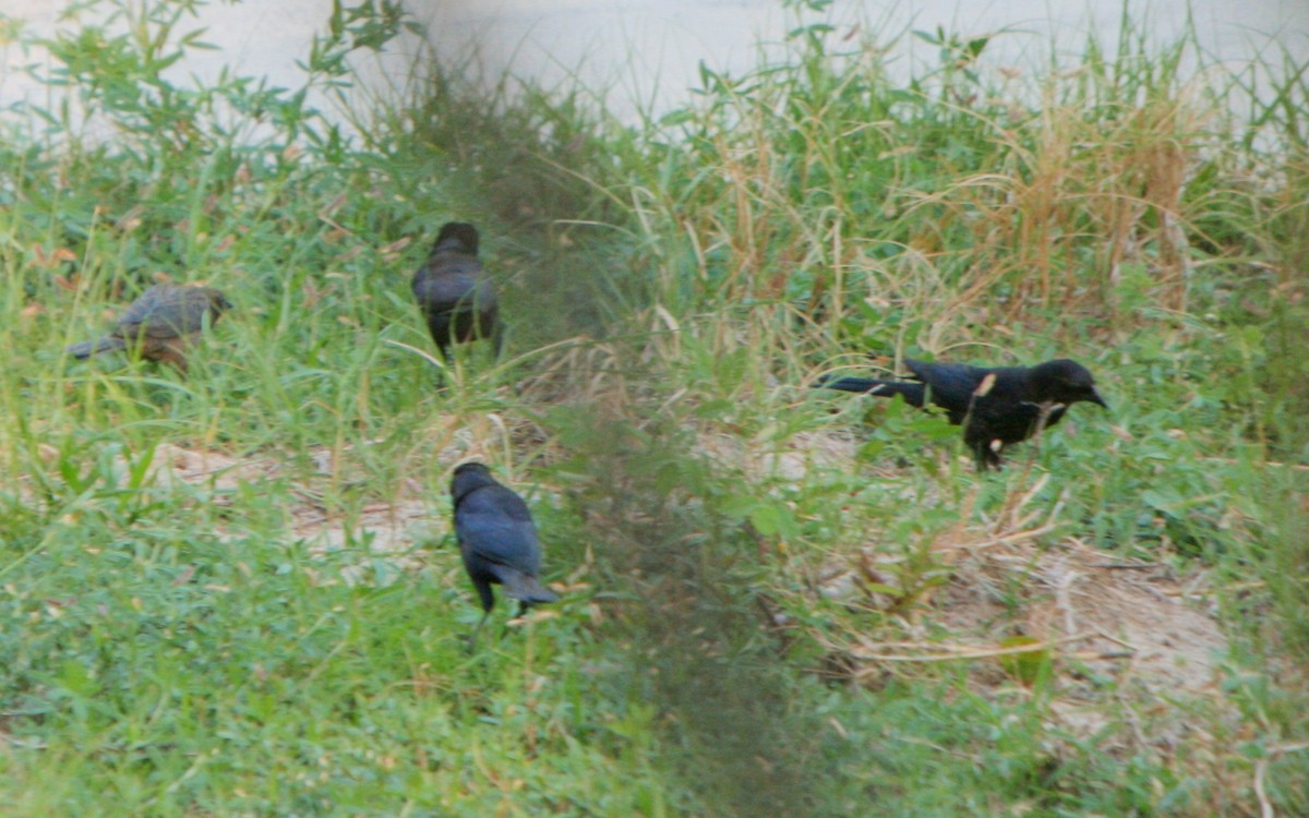 Tawny-shouldered Blackbird - ML86471801