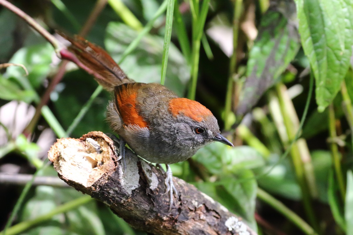 Azara's Spinetail - ML86472591