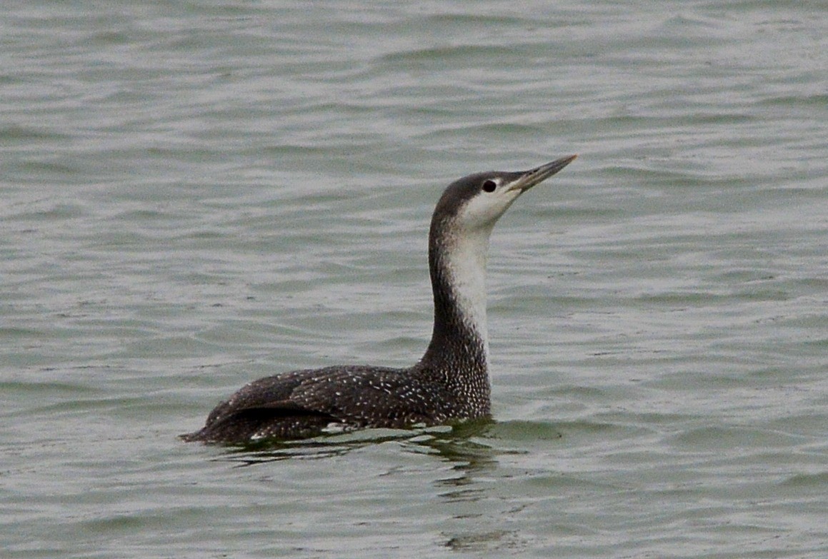Red-throated Loon - ML86474231
