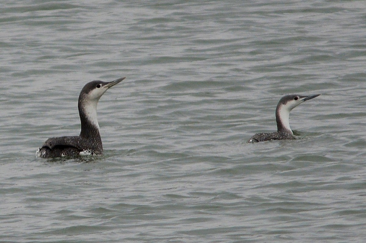 Red-throated Loon - ML86474261