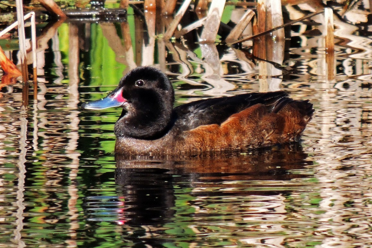 Black-headed Duck - ML86474771