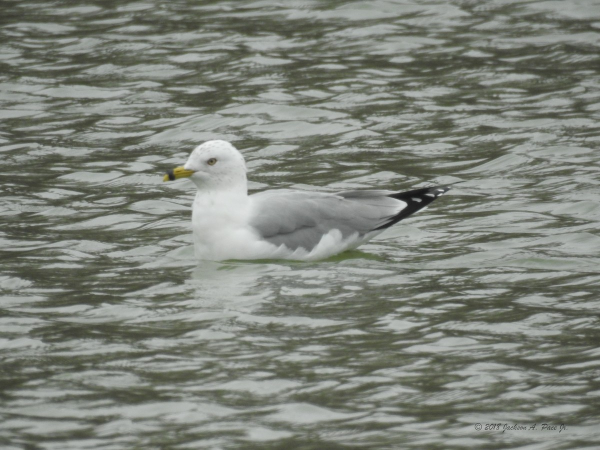 Ring-billed Gull - ML86476451