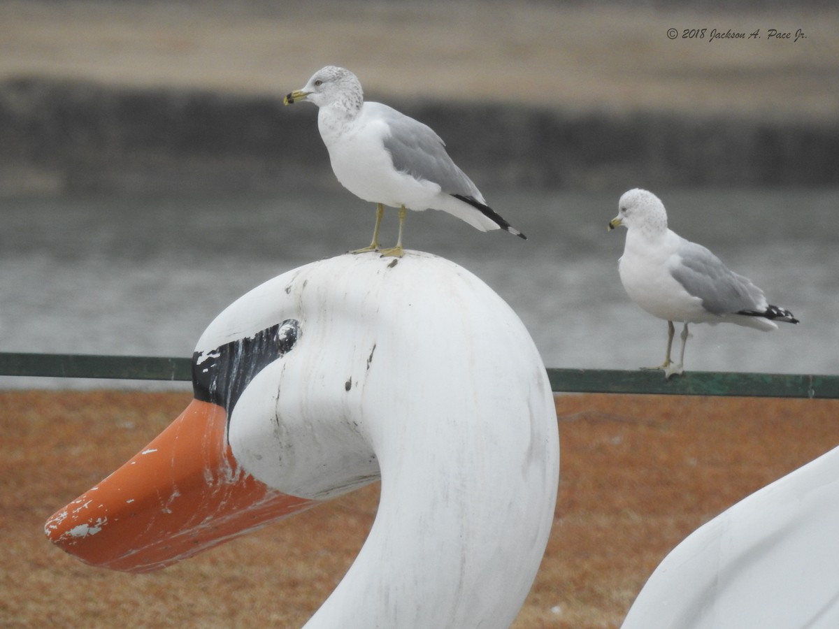 Ring-billed Gull - ML86476471