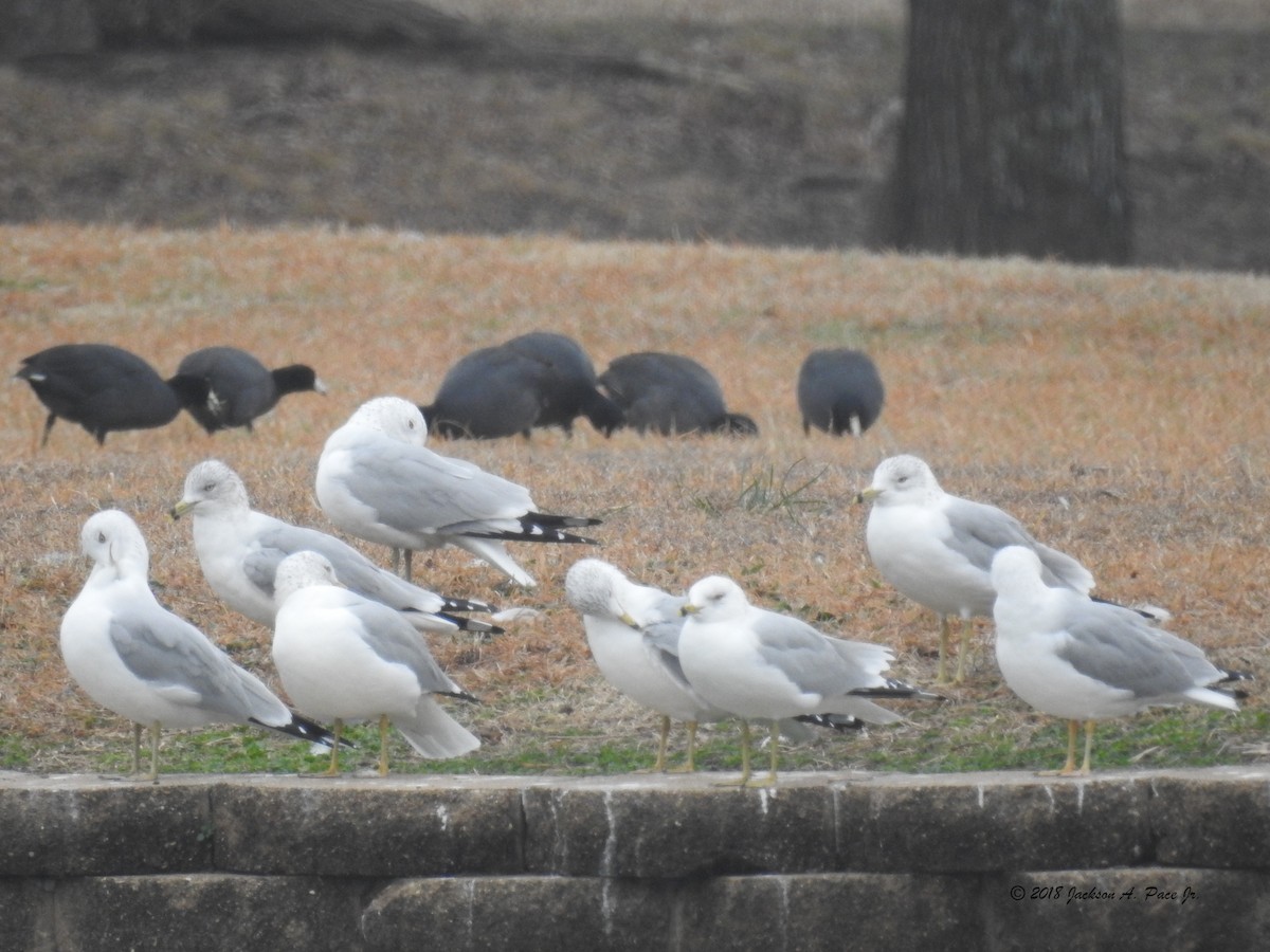 Ring-billed Gull - ML86476501