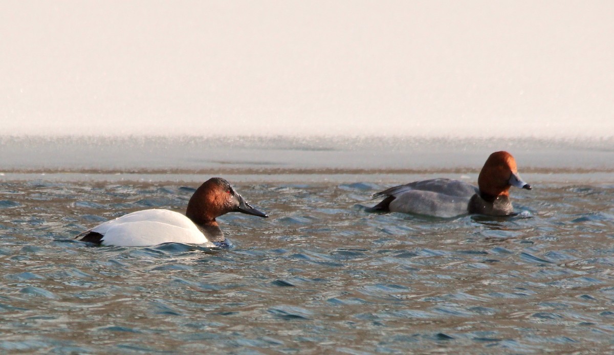Canvasback - ML86476811