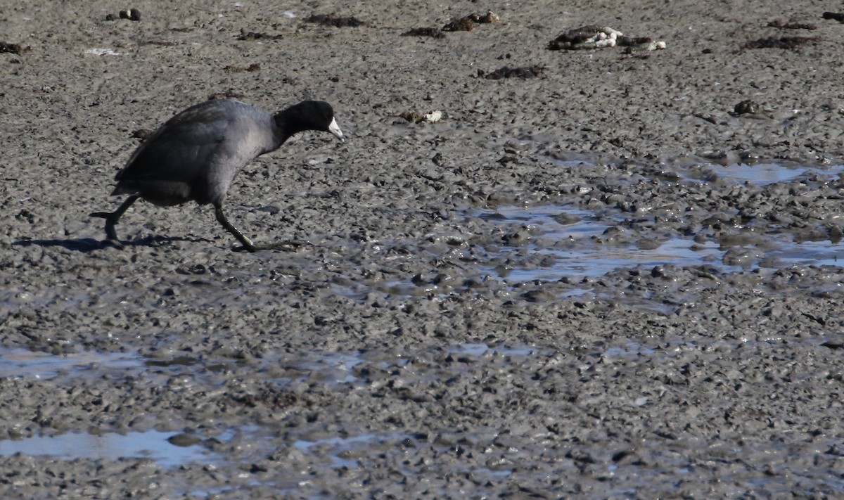 American Coot - ML86478091