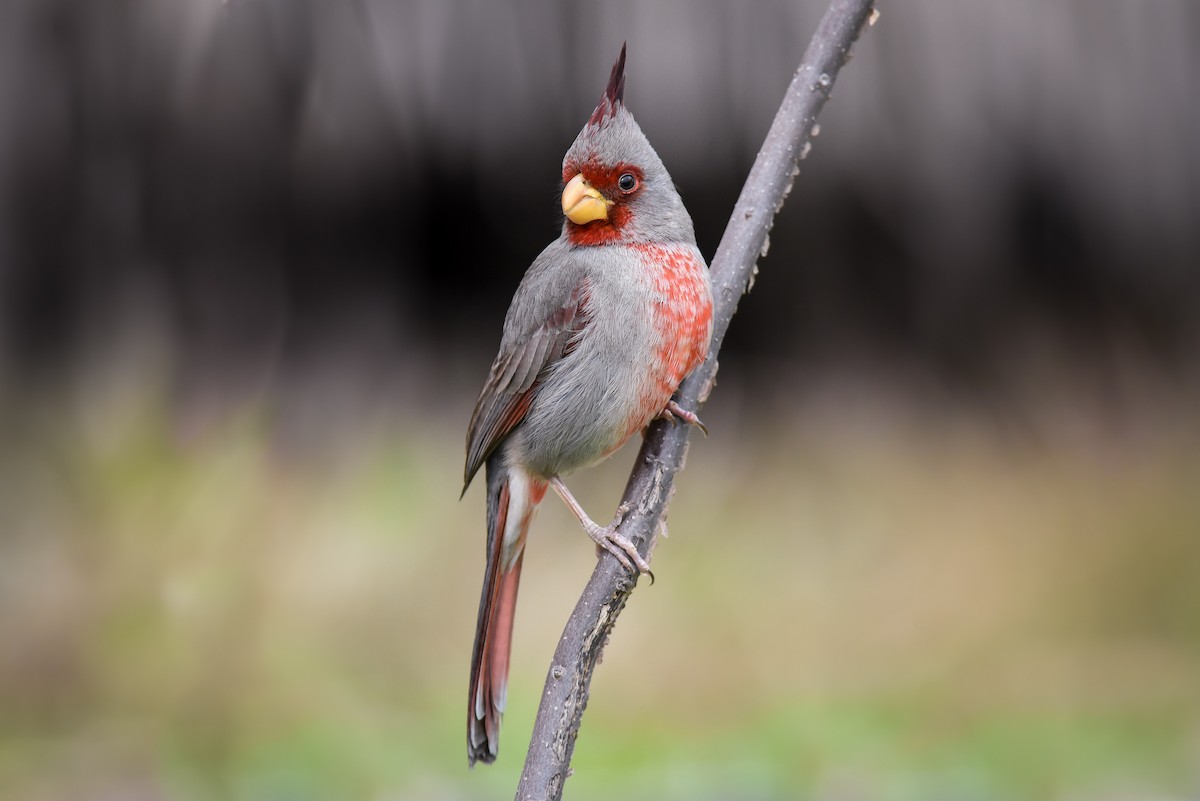 Pyrrhuloxia - ML86478261