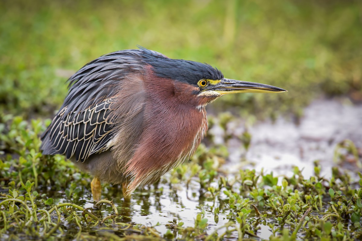 Green Heron - ML86478551