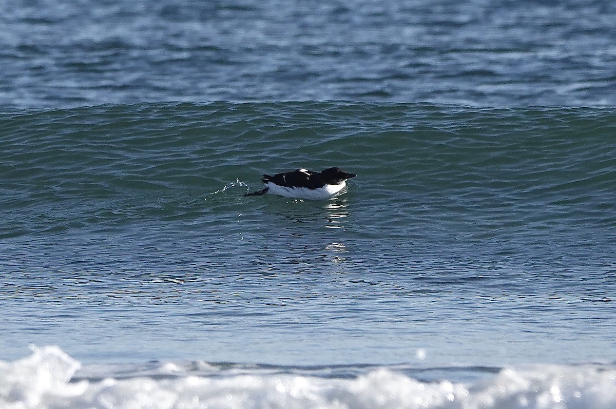 Thick-billed Murre - ML86478701