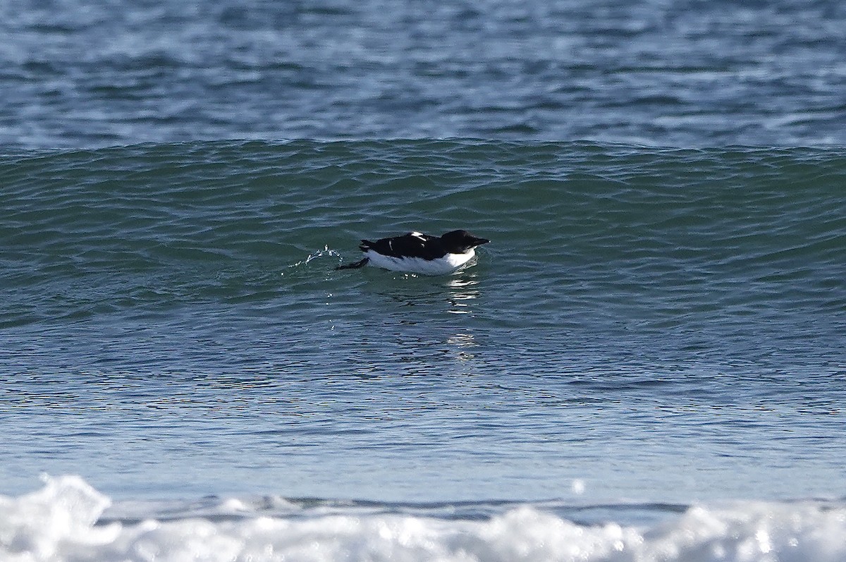 Thick-billed Murre - ML86478701