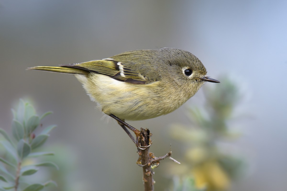 Ruby-crowned Kinglet - ML86478901