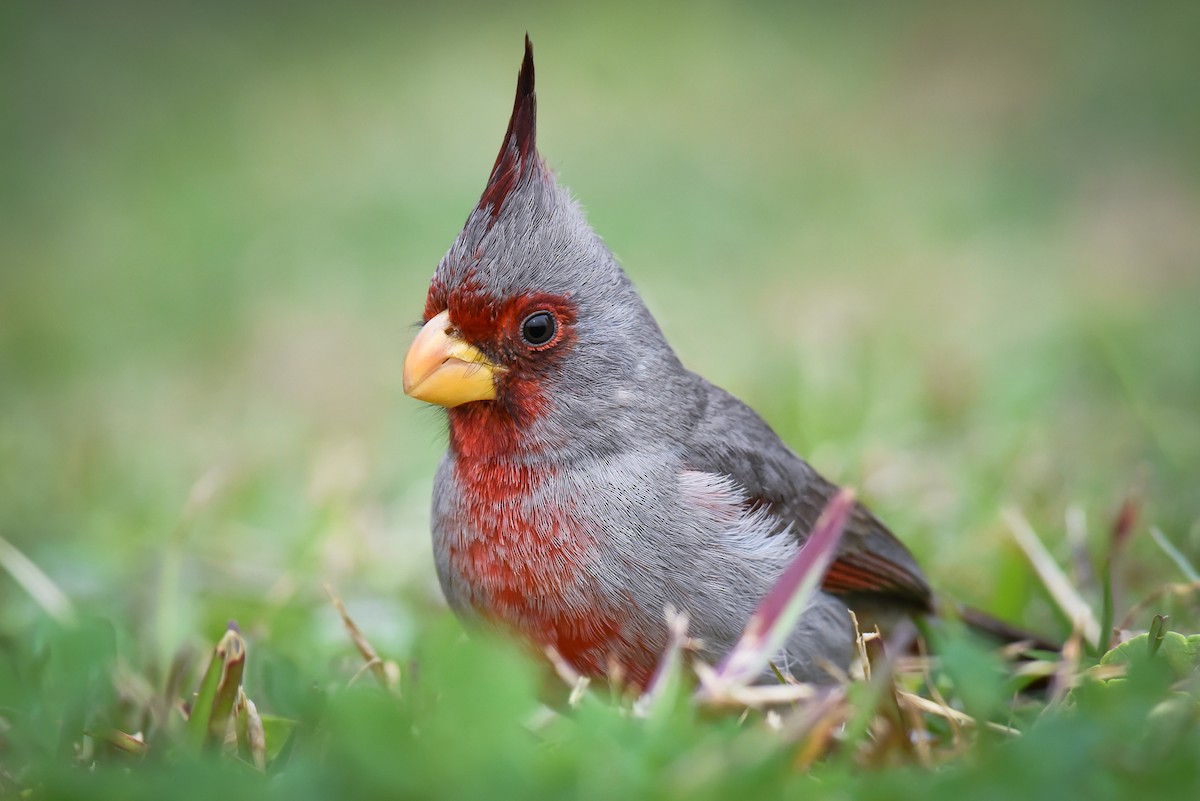 Pyrrhuloxia - ML86479021