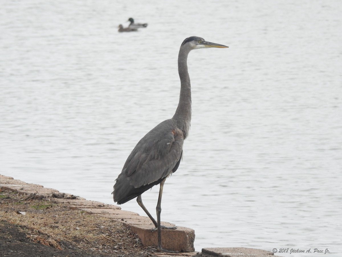 Garza Azulada - ML86479651