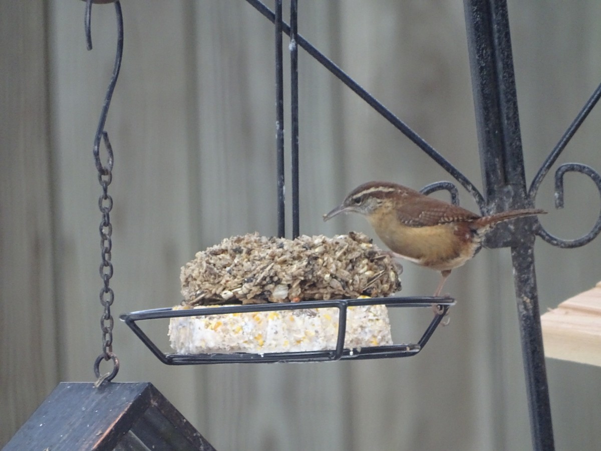 Carolina Wren - ML86480171