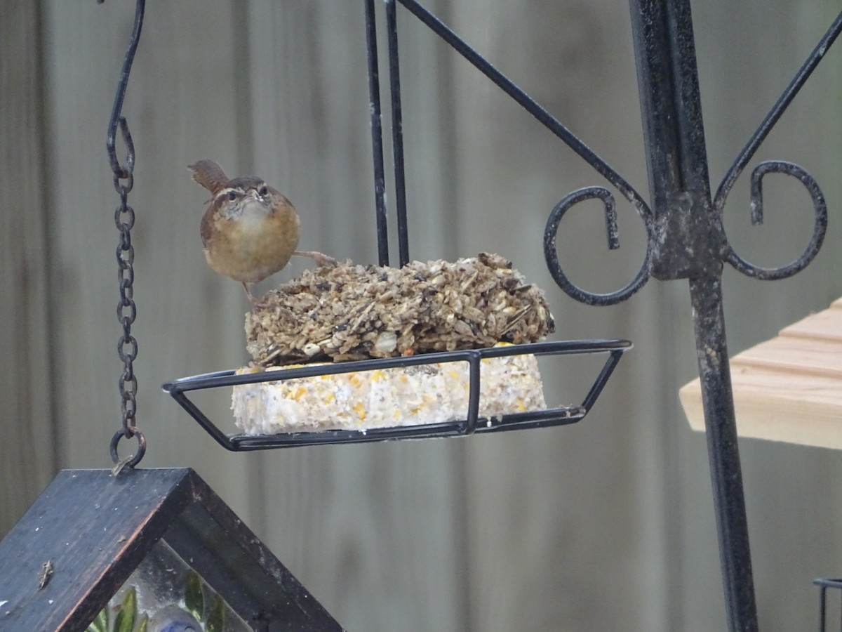 Carolina Wren - ML86480191