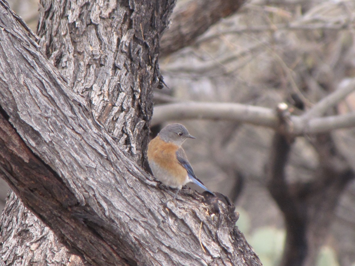 Western Bluebird - David Wood