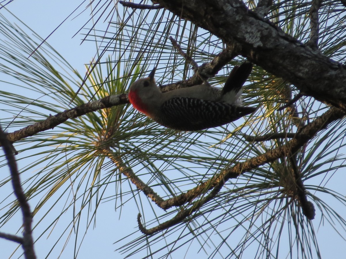 Yucatan Woodpecker - ML86481331