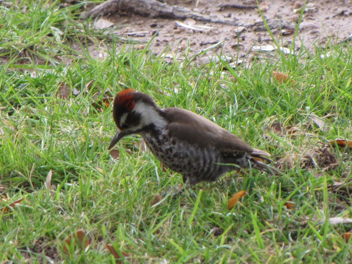 Arizona Woodpecker - David Wood