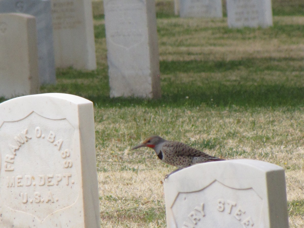 Northern Flicker - David Wood