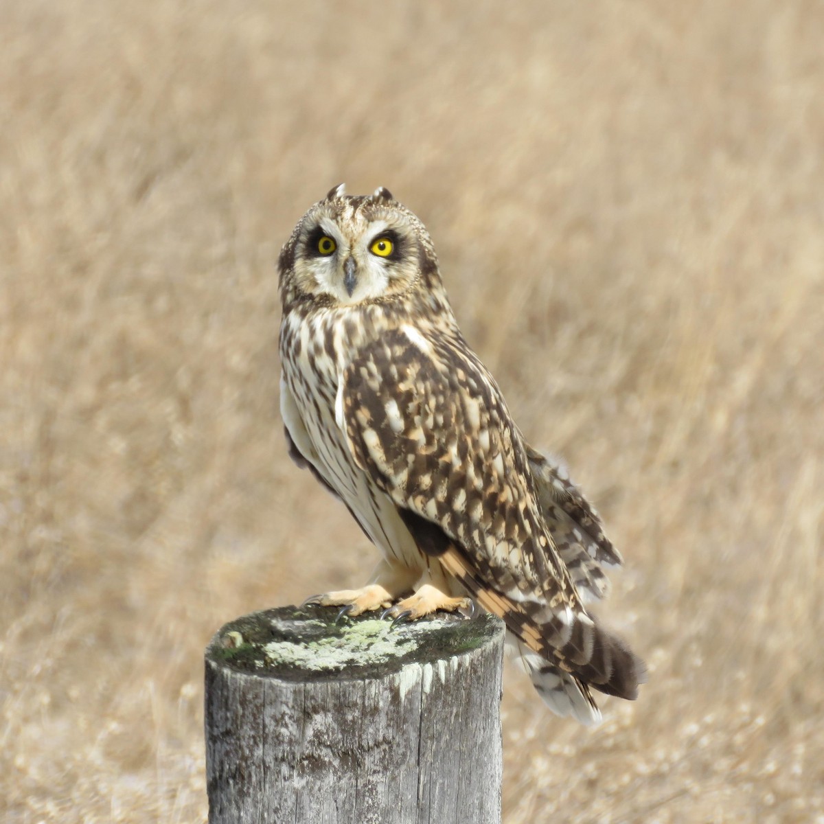 Short-eared Owl - ML86482181