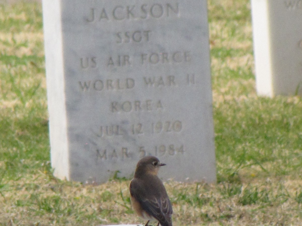 Eastern Bluebird - ML86482471