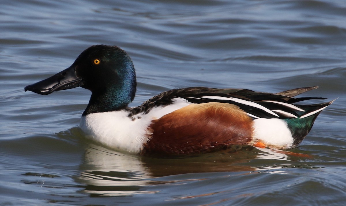 Northern Shoveler - Peter Svensson