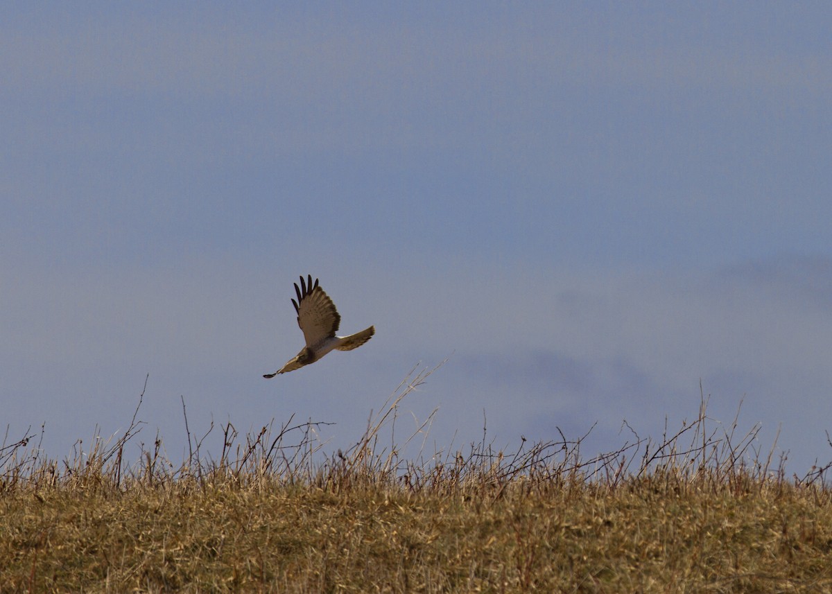 Northern Harrier - ML86483111