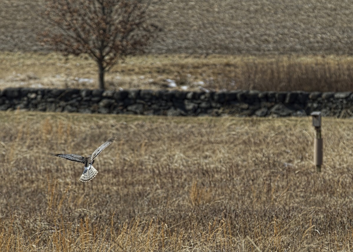 Northern Harrier - ML86483131