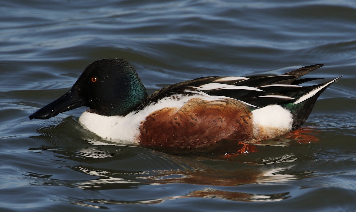 Northern Shoveler - Peter Svensson