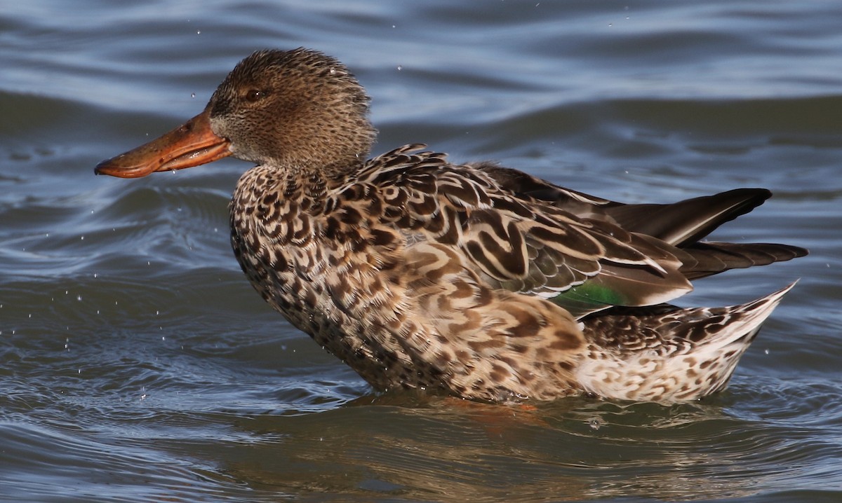 Northern Shoveler - Peter Svensson