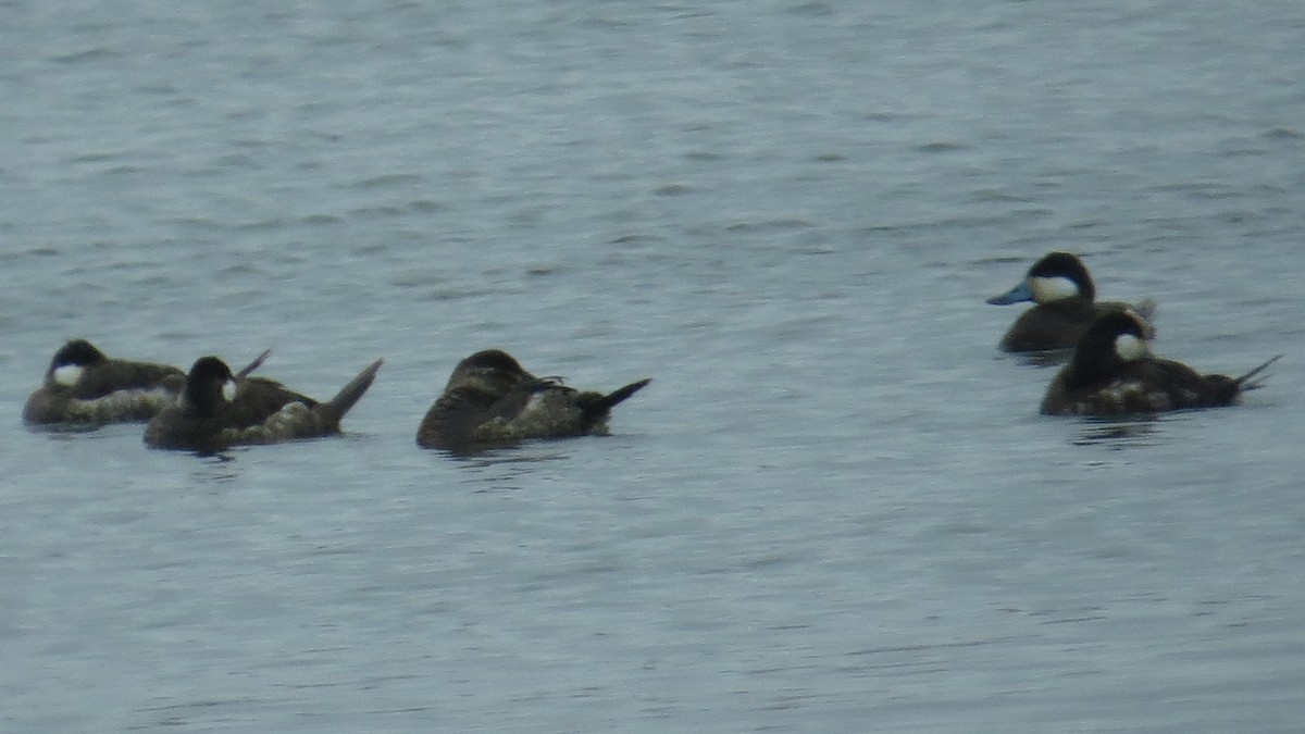 Ruddy Duck - ML86484311