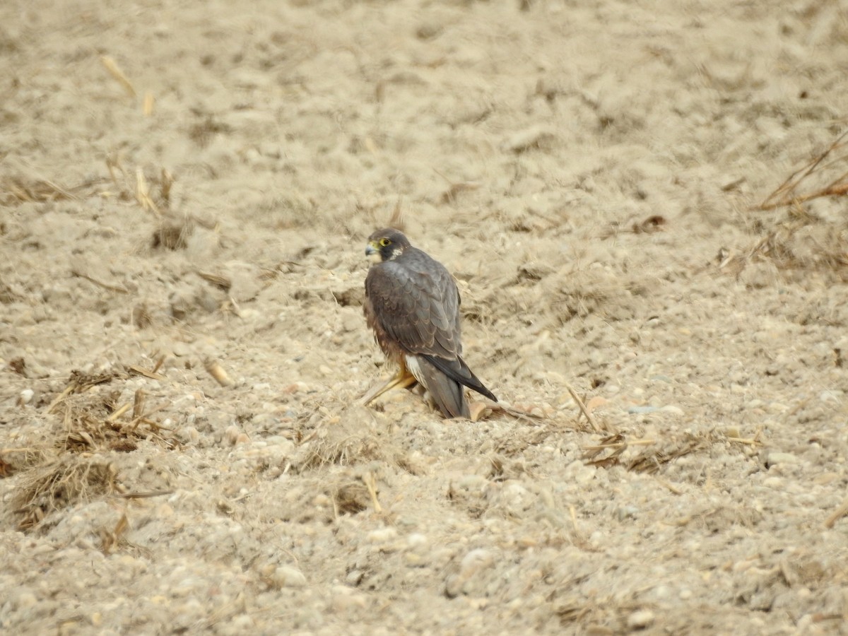 Peregrine Falcon - ML86485581